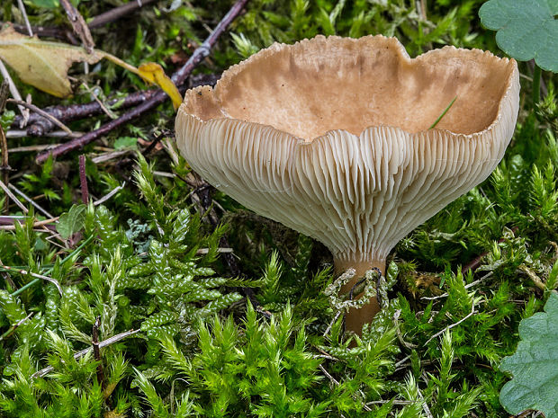 strmuľka Clitocybe sp.