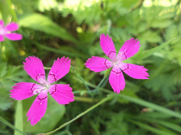 klinček slzičkový Dianthus deltoides L.