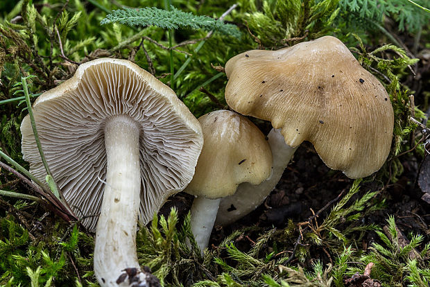 hodvábnica Entoloma sp.