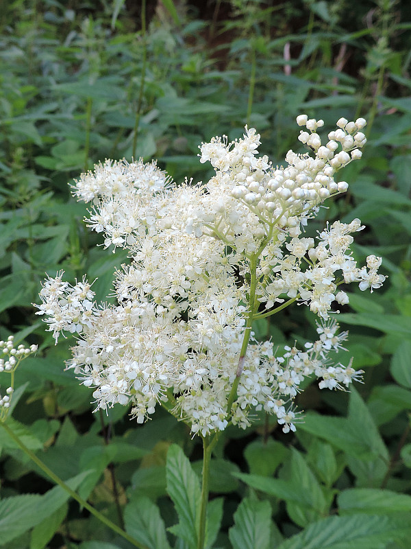 túžobník brestový Filipendula ulmaria (L.) Maxim.