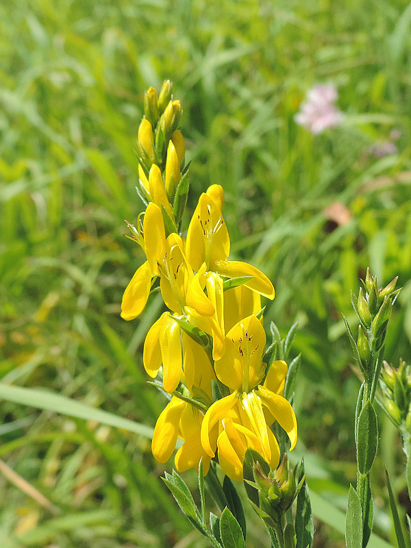 kručinka farbiarska Genista tinctoria L.