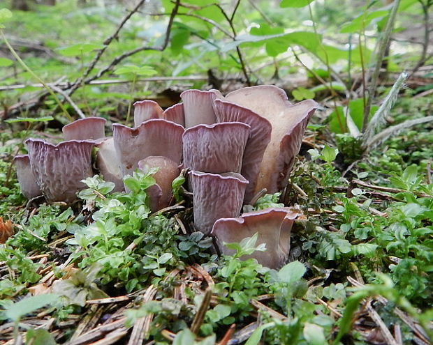 lievikovec kyjakovitý Gomphus clavatus (Pers.) Gray