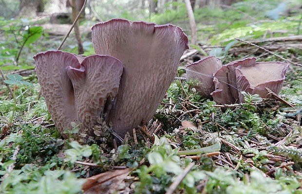 lievikovec kyjakovitý Gomphus clavatus (Pers.) Gray