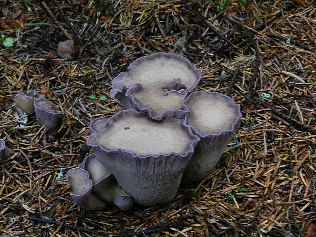 lievikovec kyjakovitý Gomphus clavatus (Pers.) Gray