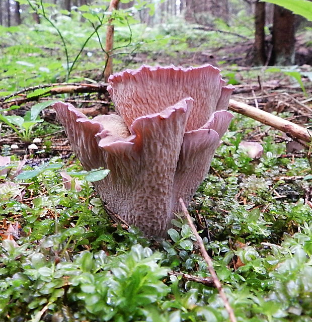 lievikovec kyjakovitý Gomphus clavatus (Pers.) Gray