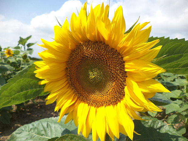 slnečnica ročná Helianthus annuus L.