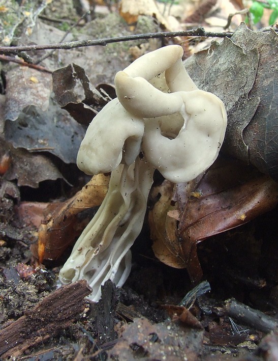 chriapač jamkatý Helvella lacunosa Afzel.