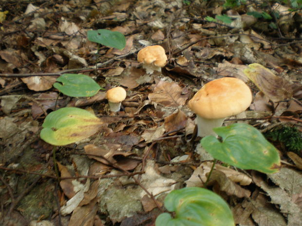 jelenka poprehýbaná Hydnum repandum L.