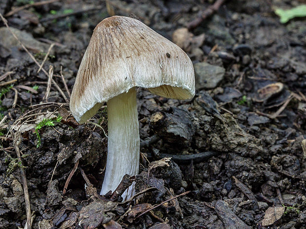 vláknica Inocybe sp.