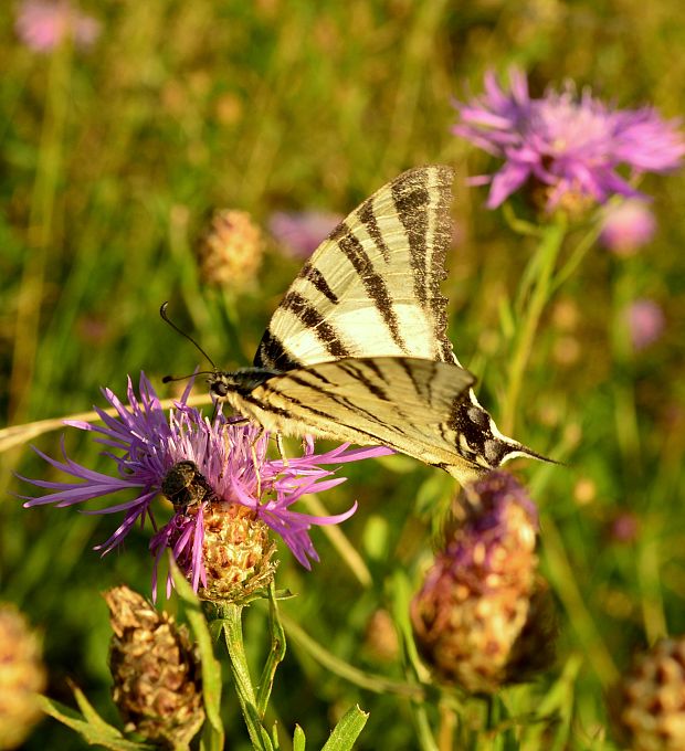 vidlochvost ovocný  Iphiclides podalirius