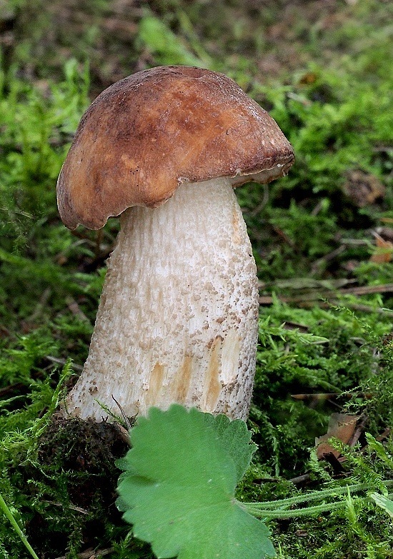 kozák brezový Leccinum scabrum (Bull.) Gray