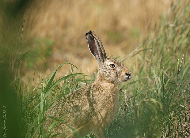 zajac poľný Lepus europaeus