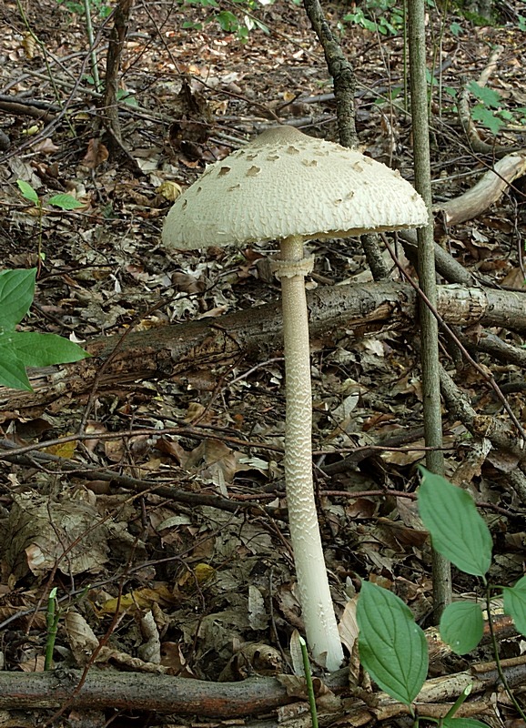 bedľa vysoká Macrolepiota procera (Scop.) Singer