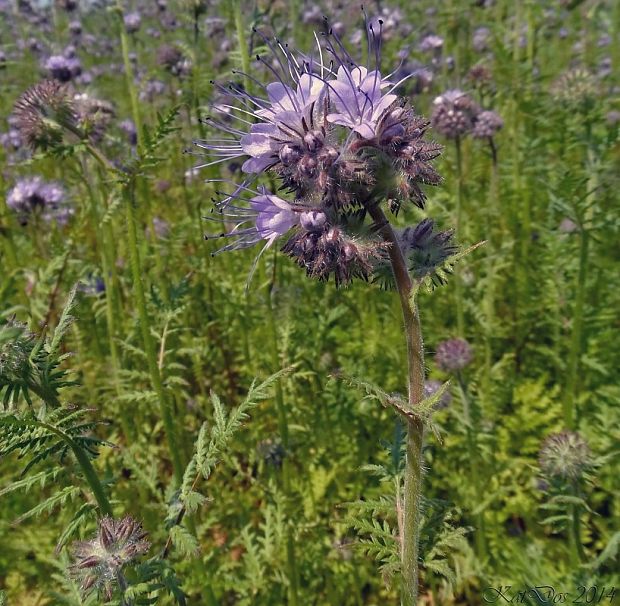 facélia vratičolistá Phacelia tanacetifolia Benth.