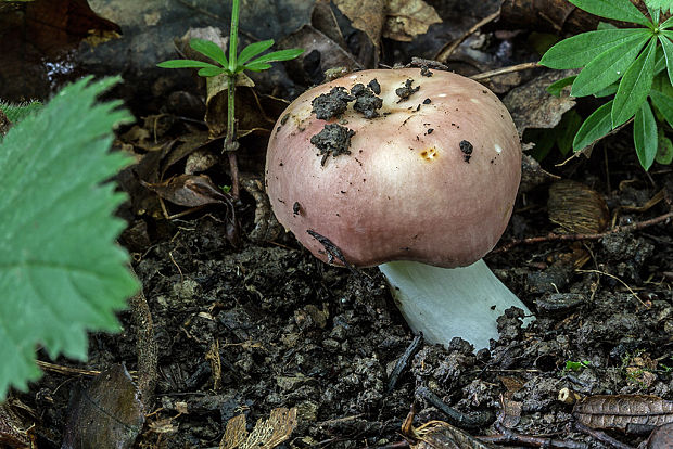 plávka mandľová Russula vesca Fr.