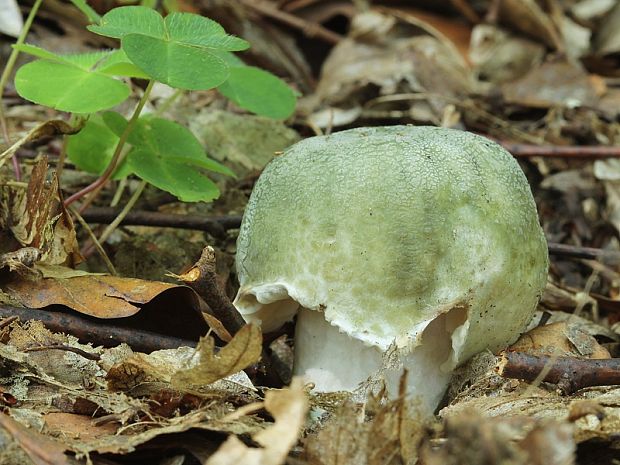 plávka zelenkastá Russula virescens (Schaeff.) Fr.