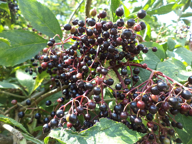 baza čierna Sambucus nigra L.