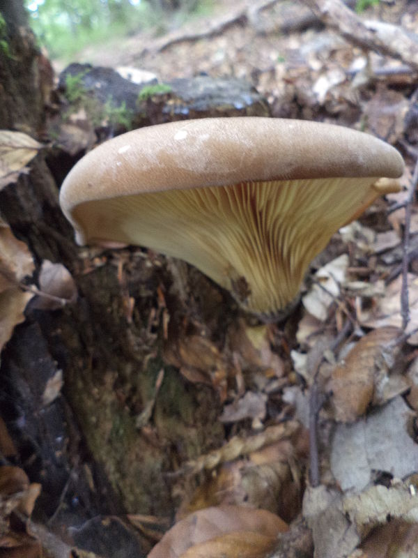 čechračka tmavohlúbiková Tapinella atrotomentosa (Batsch) Šutara