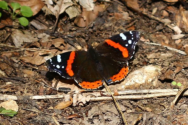 babôčka admirálska Vanessa atalanta