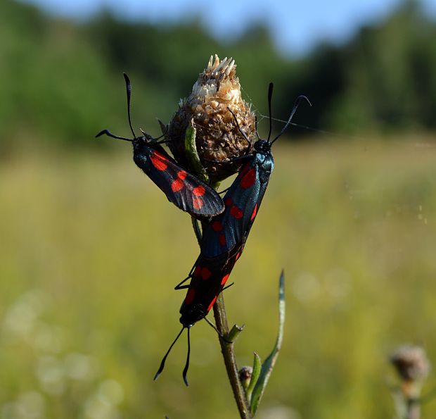 vretienka obyčajná Zygaena filipendulae