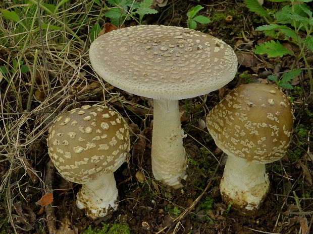 muchotrávka olivovohnedastá Amanita franchetii (Boud.) Fayod