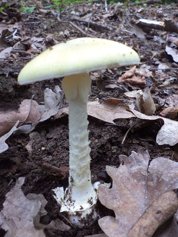 muchotrávka zelená Amanita phalloides (Vaill. ex Fr.) Link