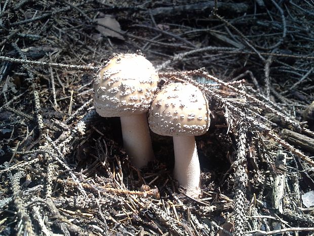 muchotrávka červenkastá Amanita rubescens Pers.