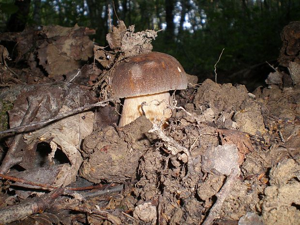 hríb bronzový Boletus aereus Bull. ex Fr.