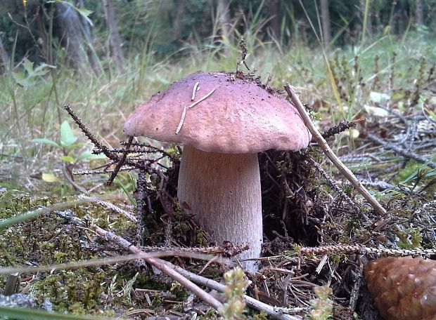 hríb smrekový Boletus edulis Bull.