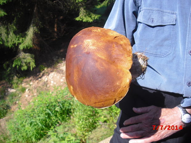 hríb smrekový Boletus edulis Bull.