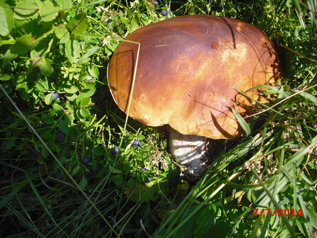 hríb smrekový Boletus edulis Bull.