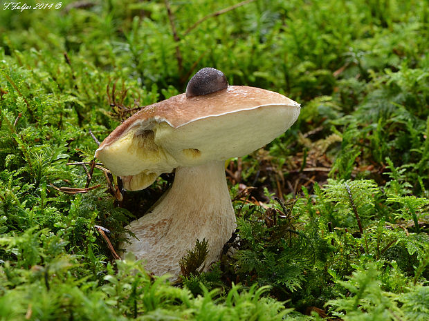 hríb smrekový Boletus edulis Bull.