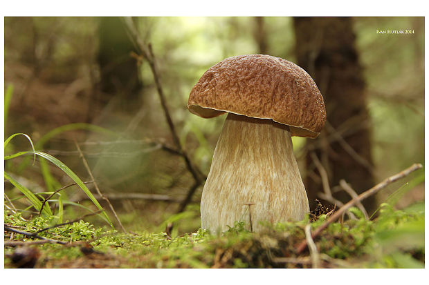 hríb smrekový Boletus edulis Bull.