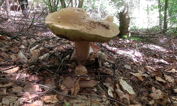 hríb smrekový Boletus edulis Bull.