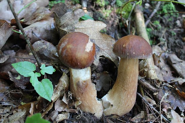 hríb dubový Boletus reticulatus Schaeff.