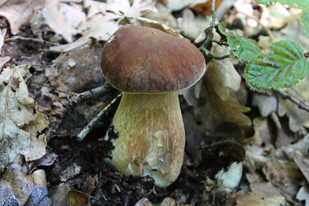 hríb dubový Boletus reticulatus Schaeff.