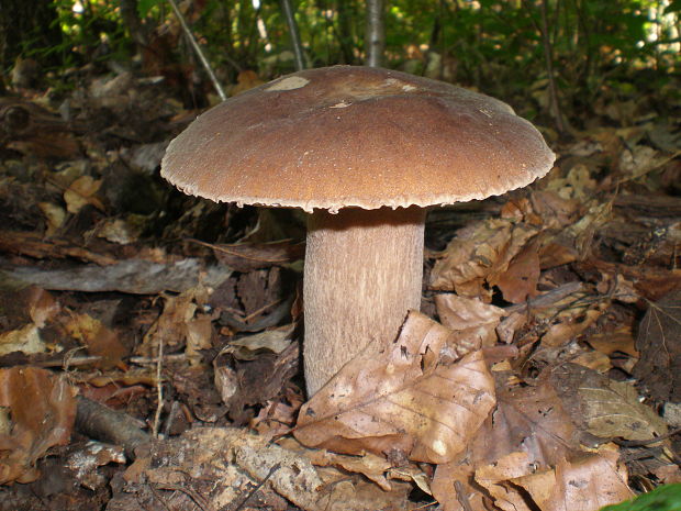 hríb dubový Boletus reticulatus Schaeff.