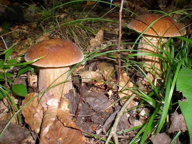 hríb dubový Boletus reticulatus Schaeff.