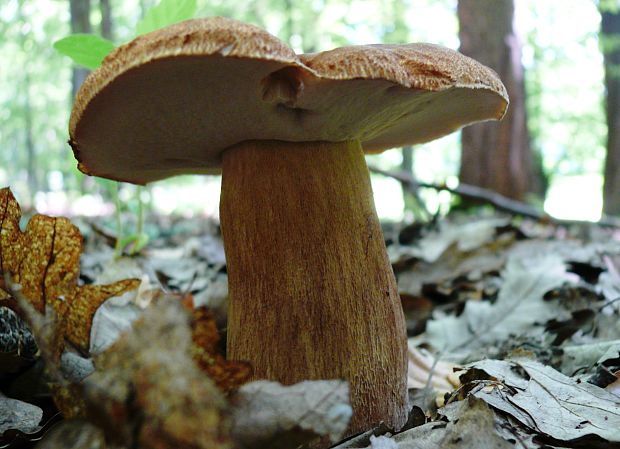 hríb dubový Boletus reticulatus Schaeff.