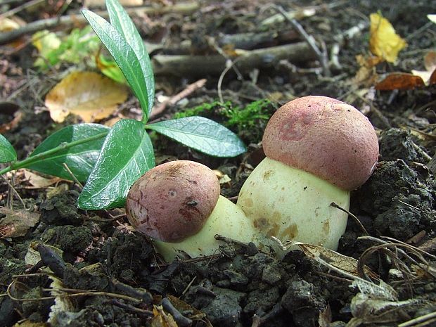 hríb nádherný Butyriboletus fuscoroseus (Smotl.) Vizzini & Gelardi