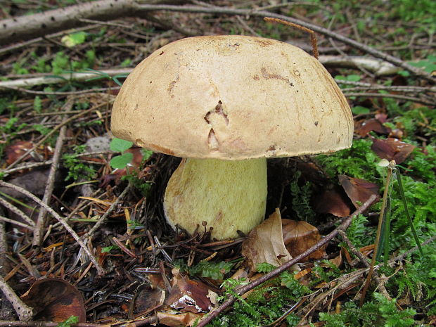 hríb horský Butyriboletus subappendiculatus (Dermek, Lazebn. & J. Veselský) D. Arora & J.L. Frank