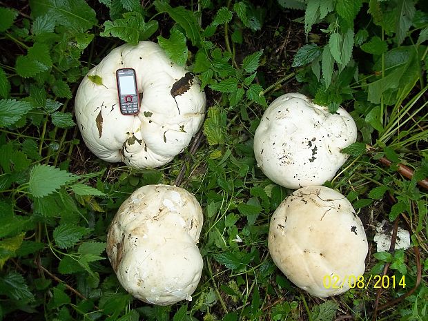 vatovec obrovský Calvatia gigantea (Batsch) Lloyd