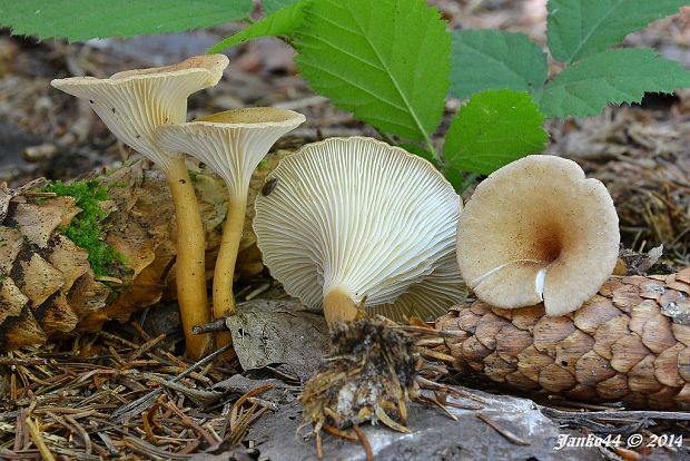 strmuľka lievikovitá Clitocybe gibba (Pers.) P. Kumm.