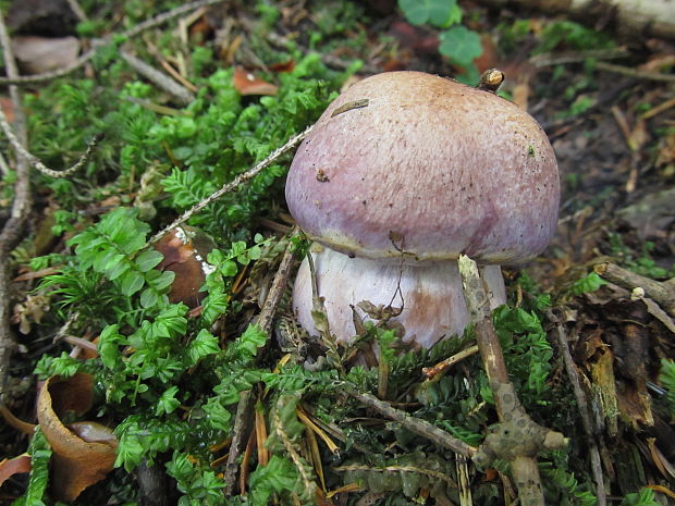 pavučinovec Cortinarius sp.