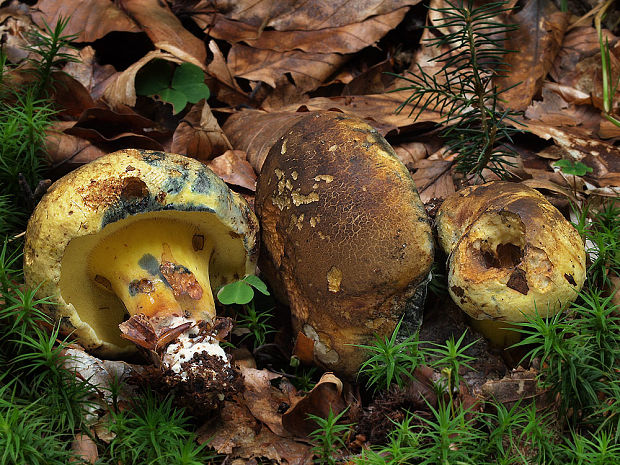 hríb modrejúci Cyanoboletus pulverulentus (Opat.) Gelardi, Vizzini & Simonini