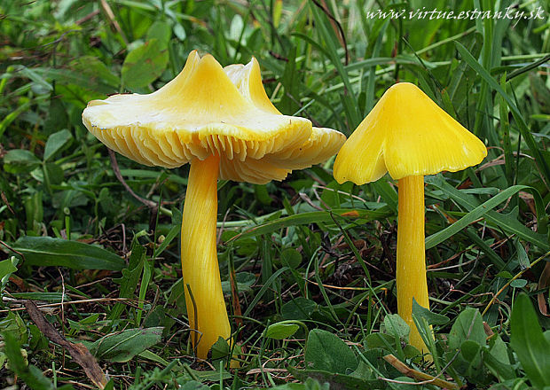 lúčnica hrotitá Hygrocybe acutoconica (Clem.) Singer