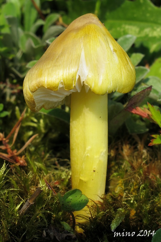 lúčnica sírovožltá Hygrocybe citrinovirens (J.E. Lange) Jul. Schäff.