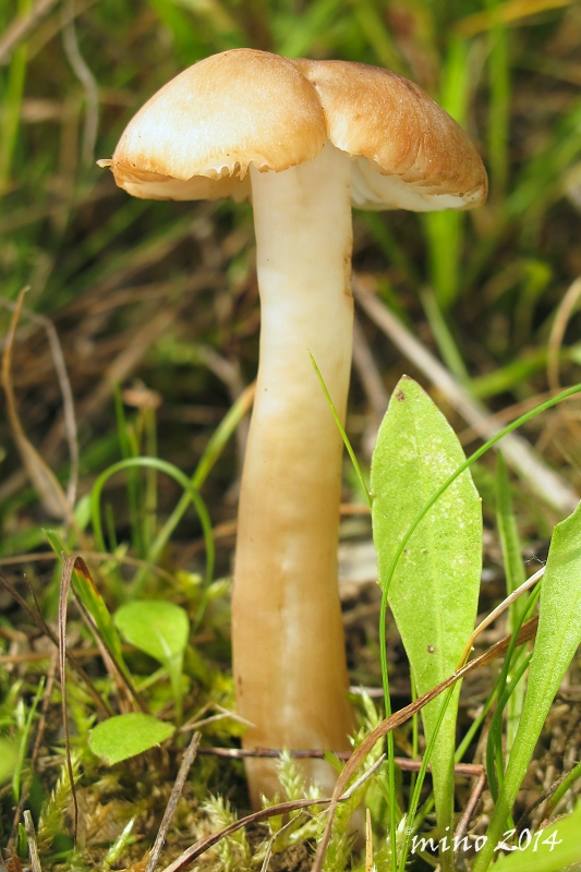 lúčnica lúhová Hygrocybe ingrata J.P. Jensen & F.H. Møller