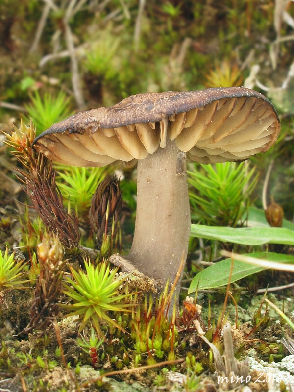 lúčnica ovčia Hygrocybe ovina (Bull.) Kühner