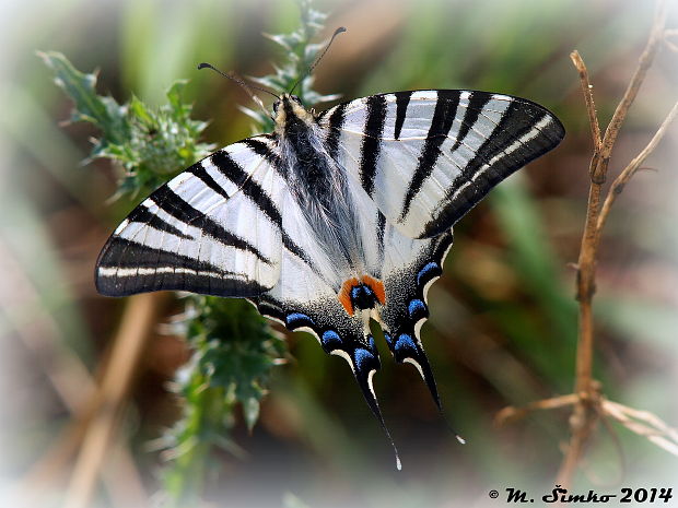 vidlochvost ovocný Iphiclides podalirius